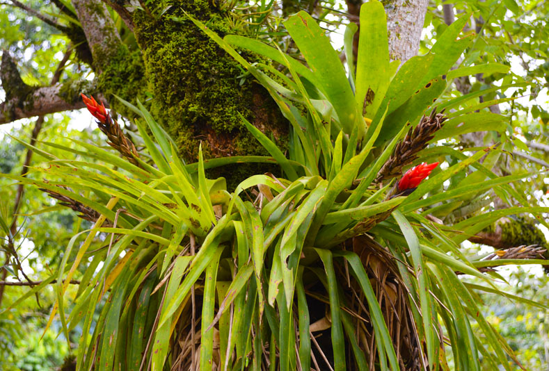 Jungle Bromeliads